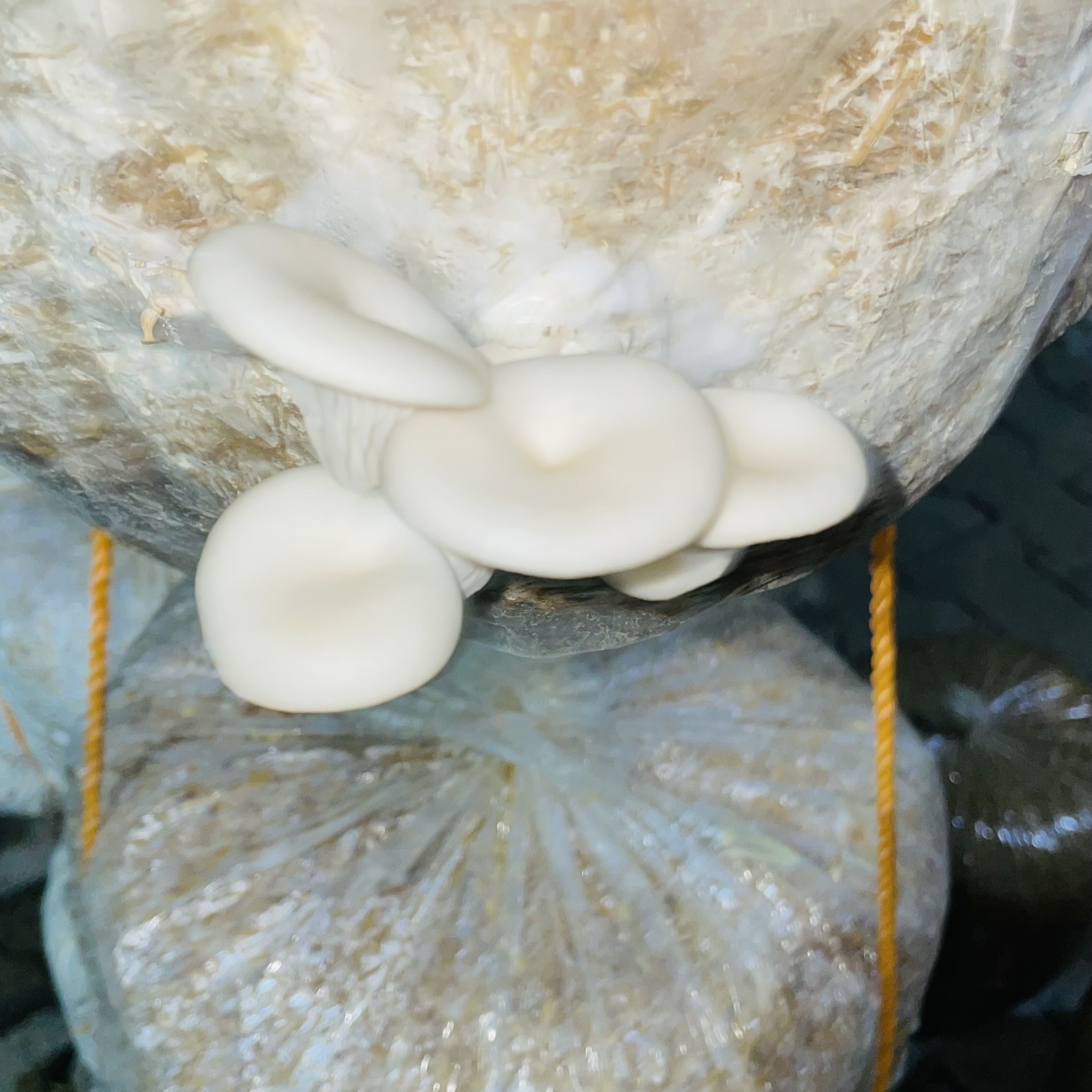 Mushroom Products